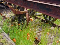 Wildkräuter wie der Wilde Mohn finden sich an vielen Stellen. (Bild: Erich Westendarp_pixelio.de)