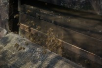 Es summt und brummt bei den fleißigen Bienen (Bild: Thomas Krytzner)